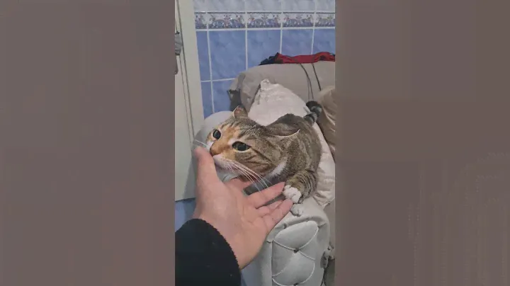 My cat goes crazy when she smells another cat.
