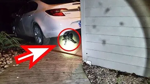 A dirty, thin dog barked from under the car, it wanted to live...