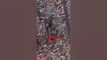 Unicorn #whitetaildeer #deerhunting #deer